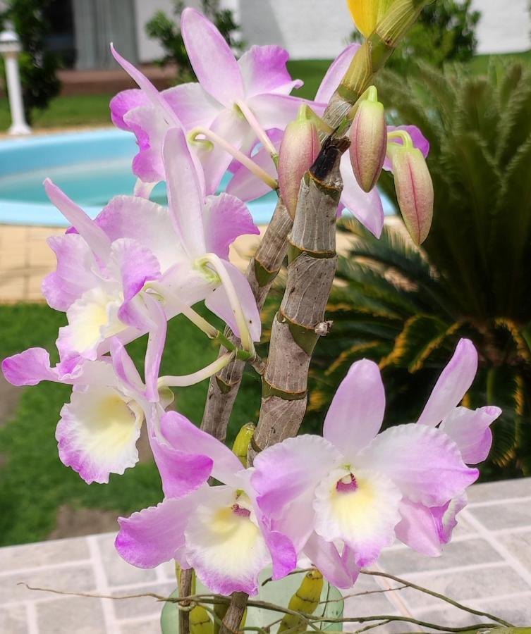 Quinta do Lapa II Appartamento Florianópolis Esterno foto